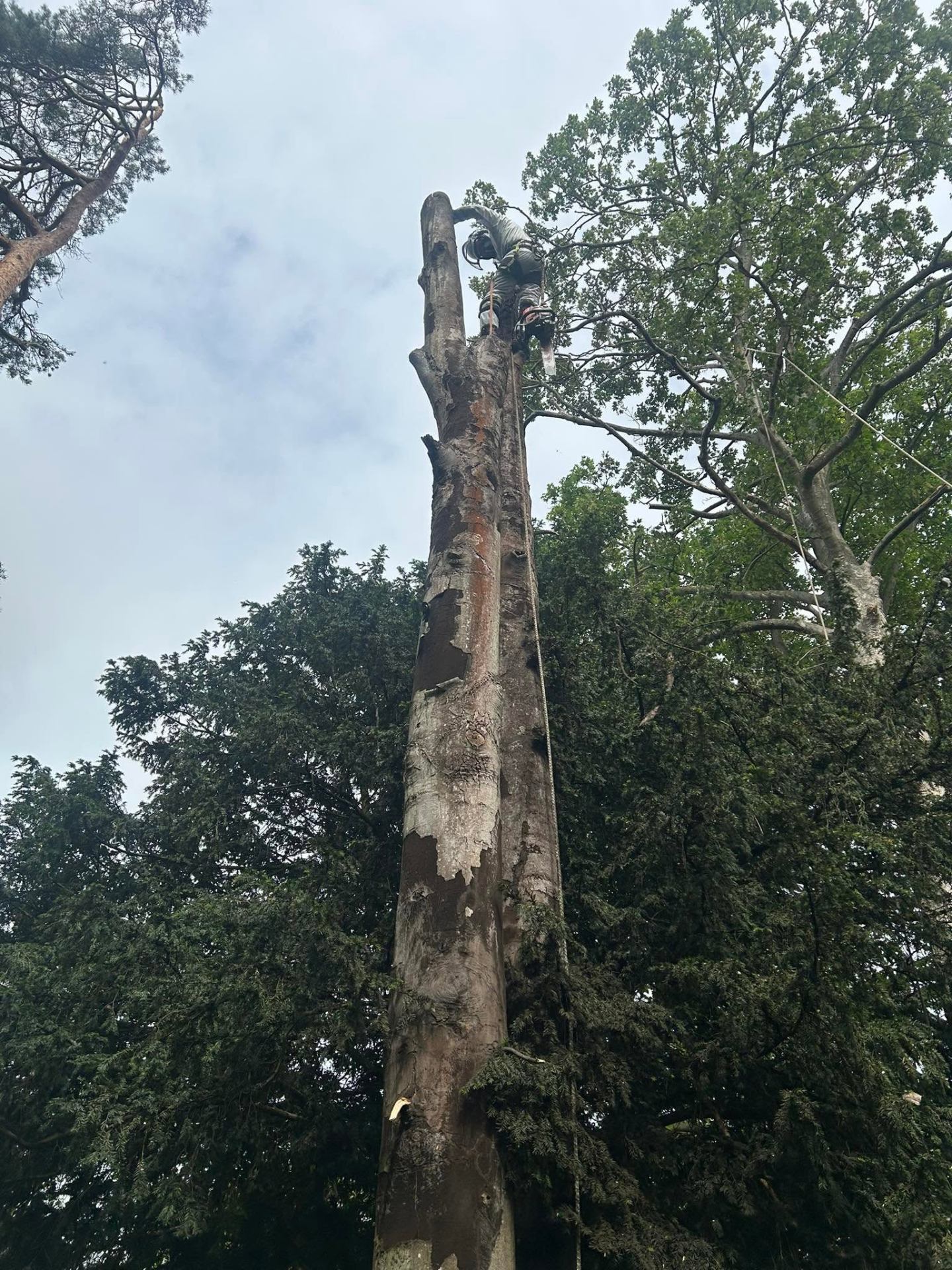 NPTC qualified arborist sectionally dismantling a large tree in Bedfordshire