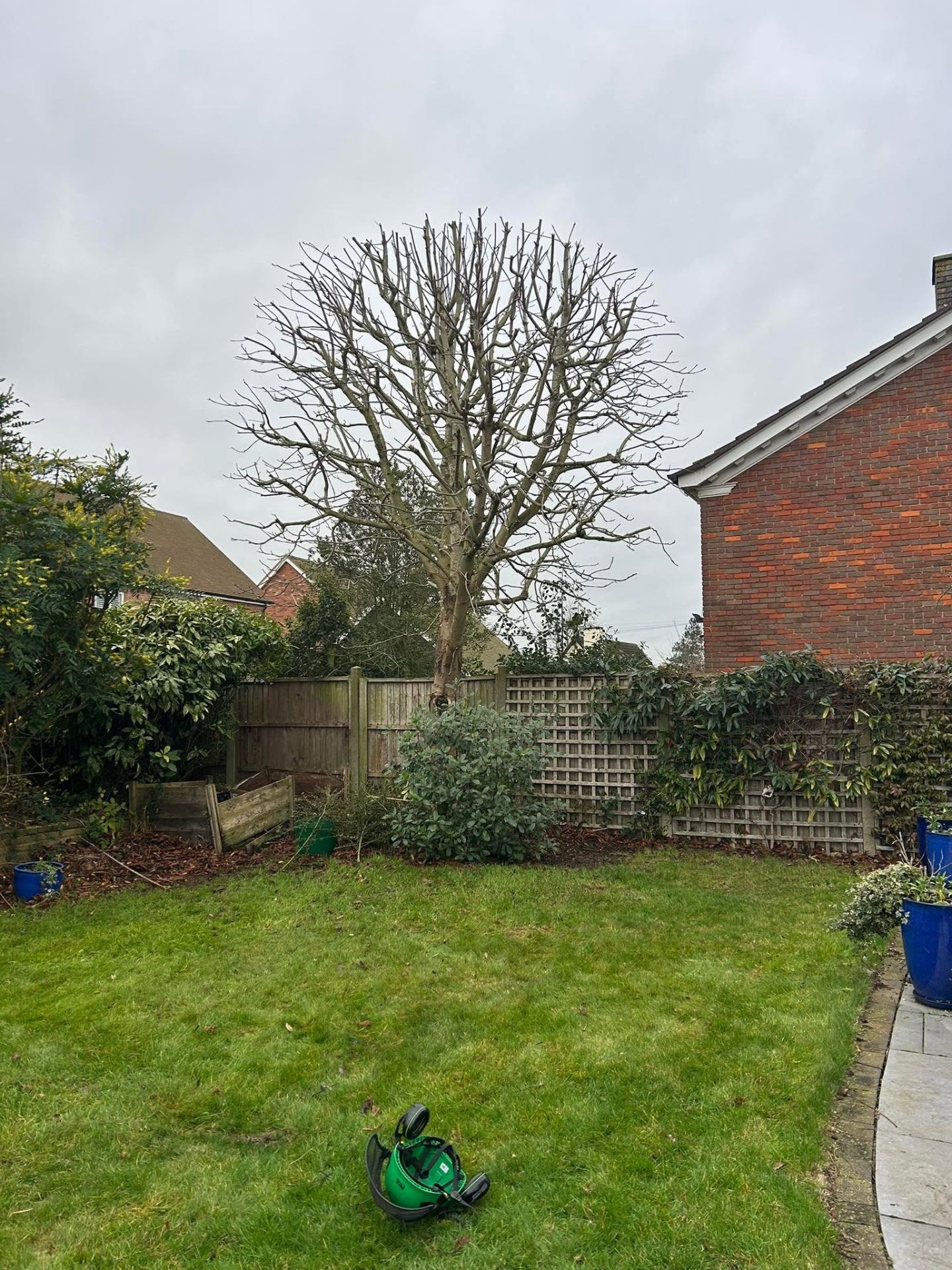 Mature tree pollarded back to its main framework in a Bedfordshire garden