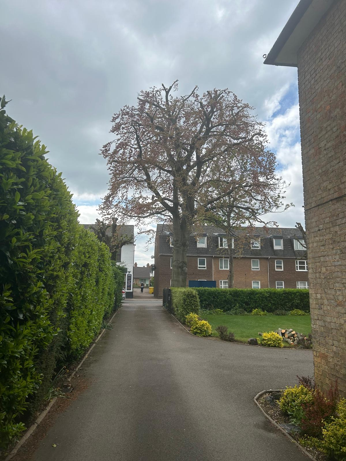 Mature crown-reduced tree standing over a Bedfordshire driveway after Gildergreen crown reduction, thinning and lifting work