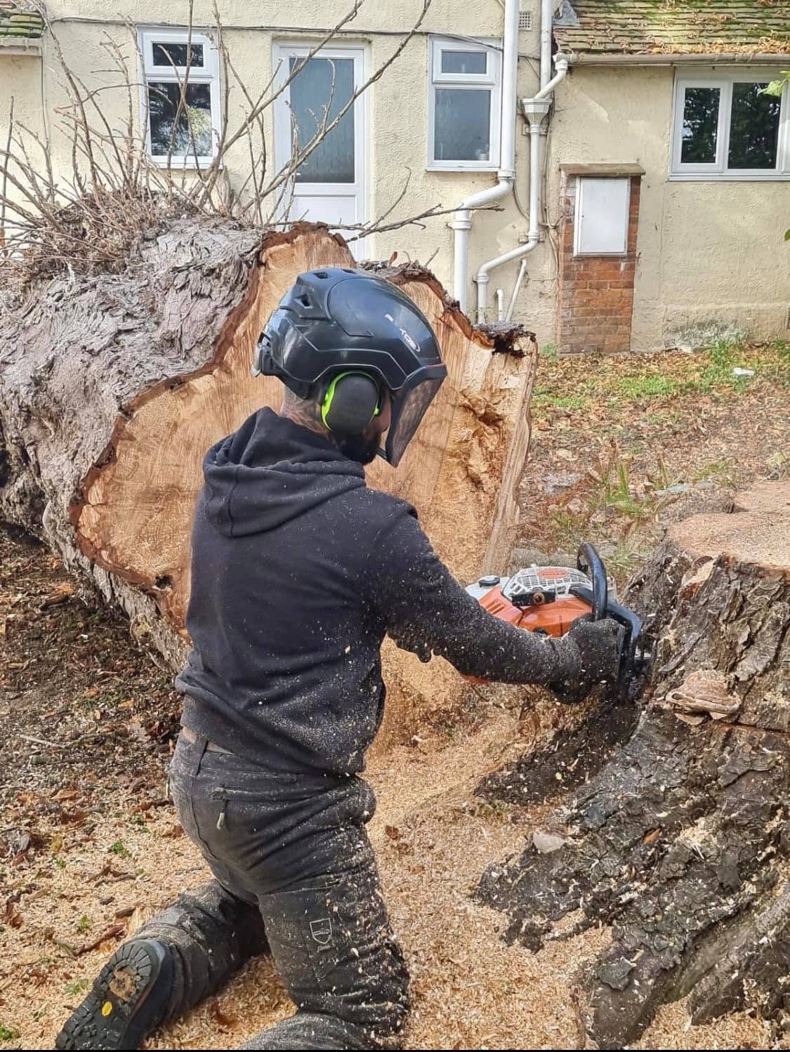 Gildergreen tree surgeon making the felling cut at the base of a large tree trunk in Bedfordshire