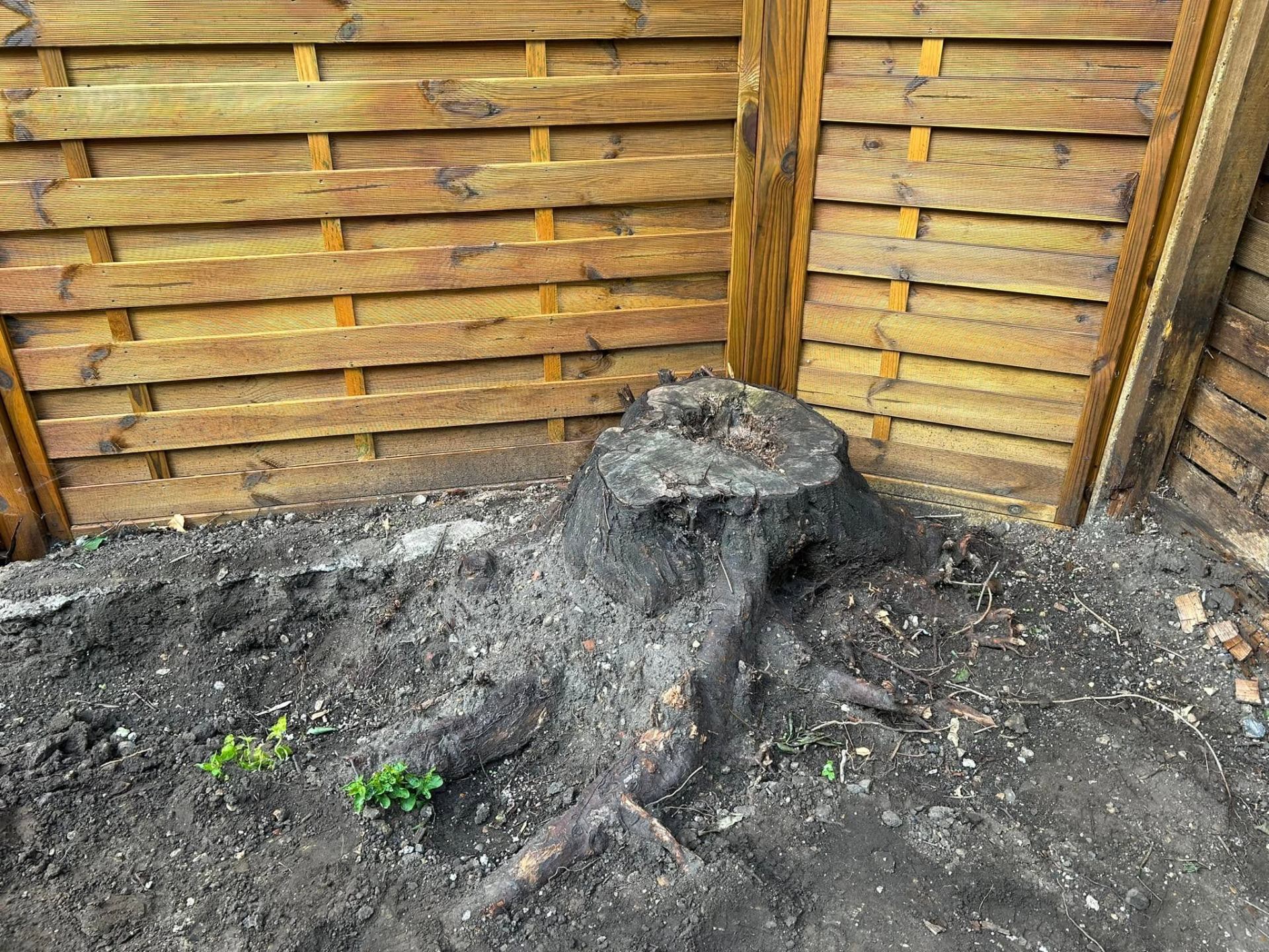 Large tree stump prepared for grinding and removal in a Bedfordshire garden