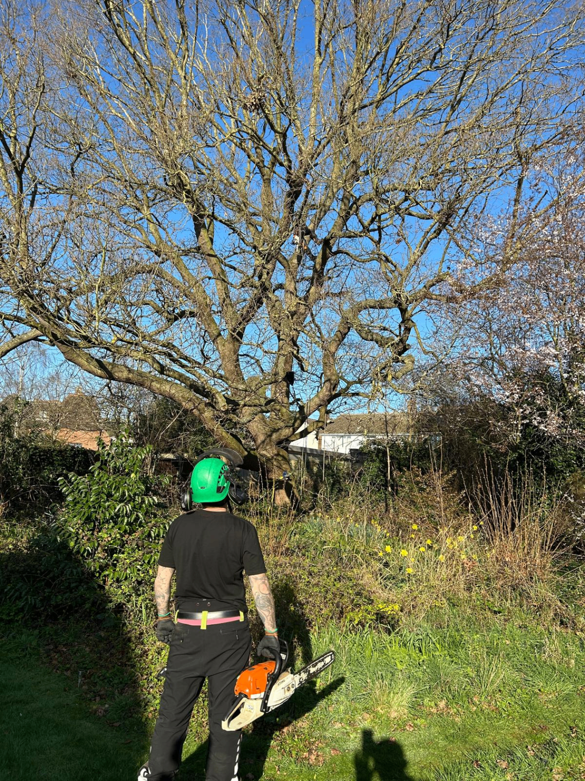 Gildergreen arborist with chainsaw assessing a large bare-canopy tree before pruning in a Bedfordshire garden