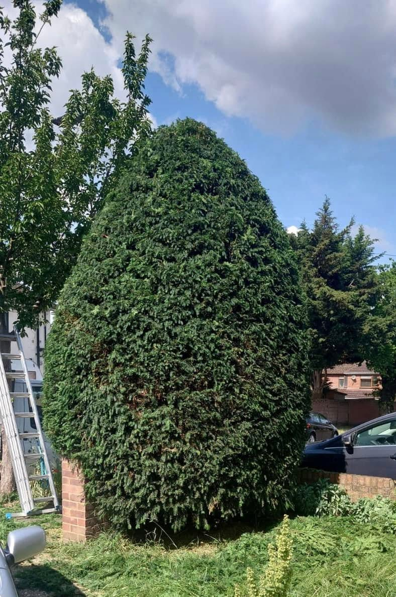 Tall conifer hedge cleanly trimmed to a rounded shape along a Bedfordshire garden boundary by Gildergreen